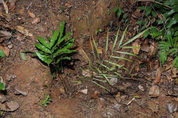 Habit