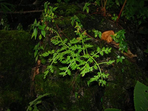 Habit