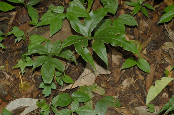 Habit