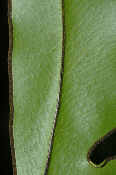 Lower surface of lamina nd marginal sori
