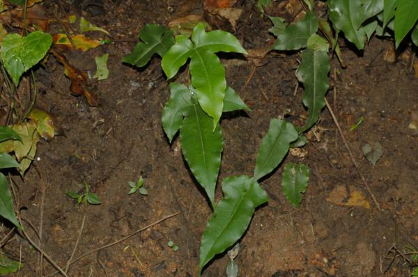 Habit