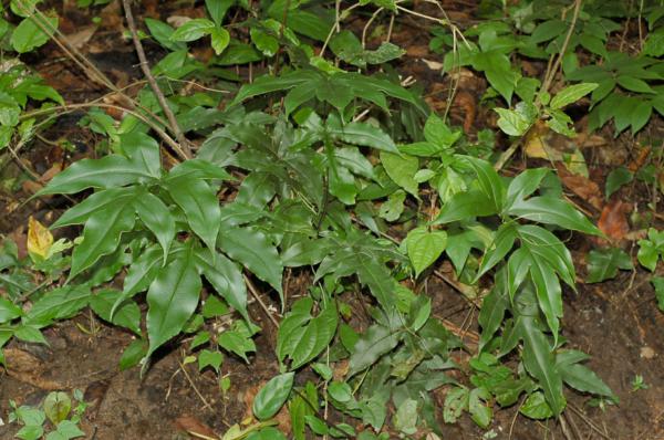 HAbit