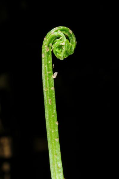 Crozier
