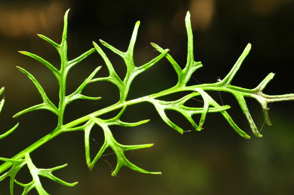 Rachis and pinnae
