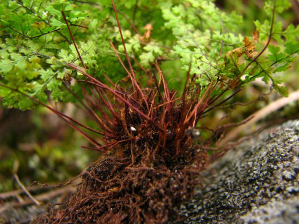 Rhizome