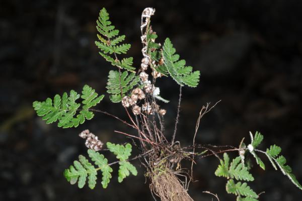 Whole plant