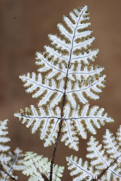 Lower surface of frond