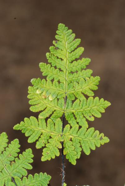 Upper surface of frond