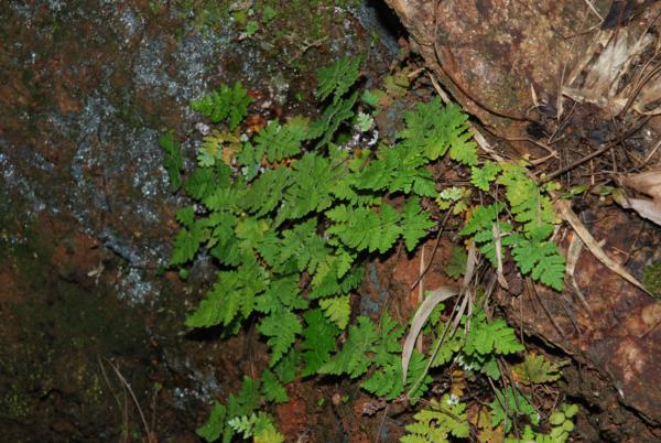 Habit