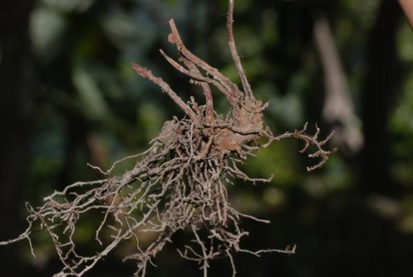 Rhizome