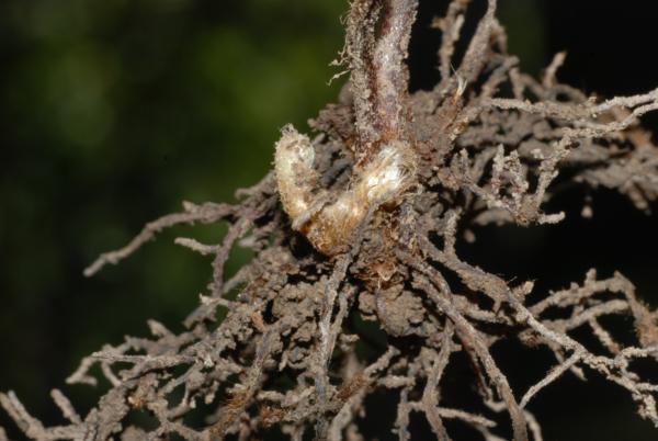 Rhizome scales