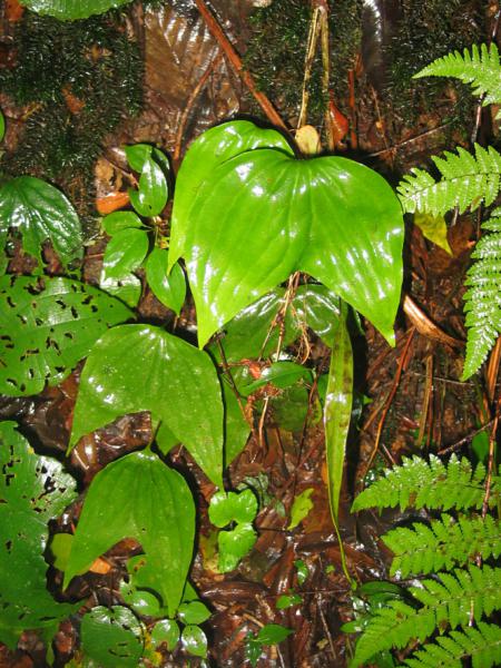 Habit
