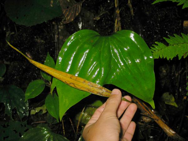 Sterile and fertile fronds