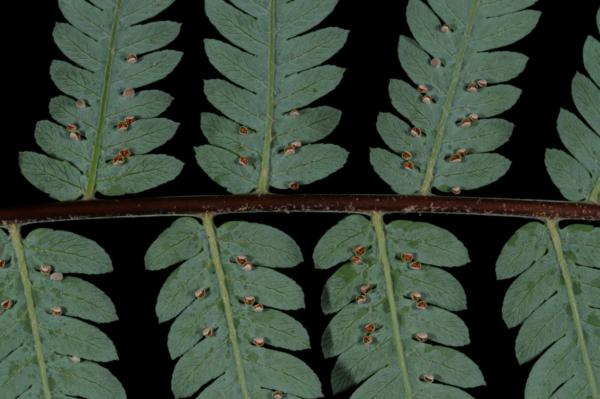 Lower surface of pinnae and pinna rachis