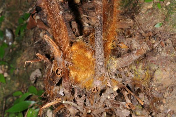 Hairs on rhizome and stipe bases