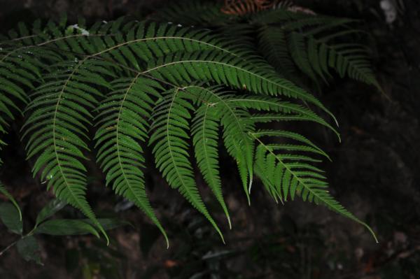 Frond apex