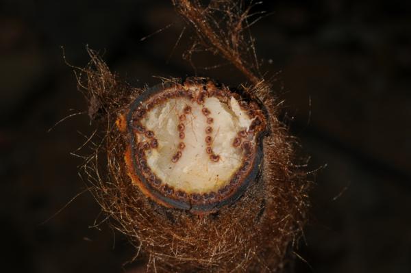 Cross section through stipe
