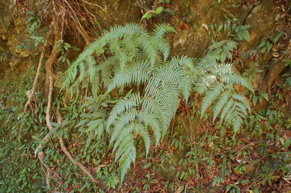 Habit