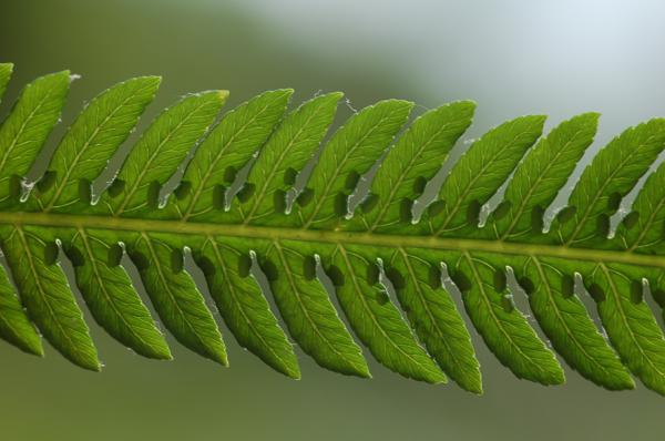 Venation