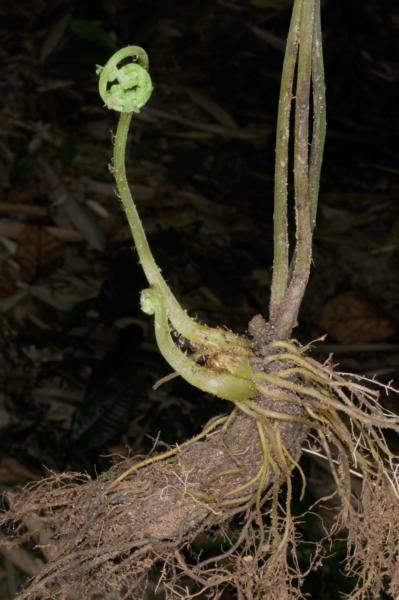 Rhizome and crozier