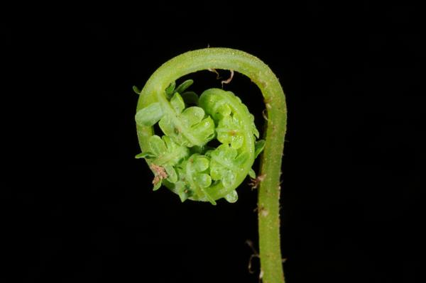 Crozier