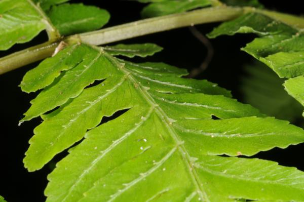 Upper surface of pinnae