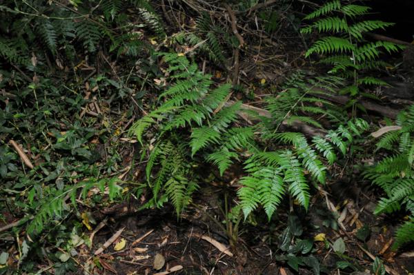 Habit