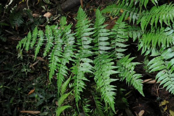 Habit