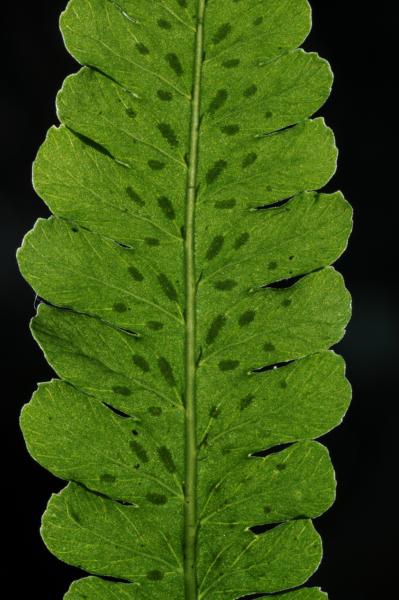 Venation