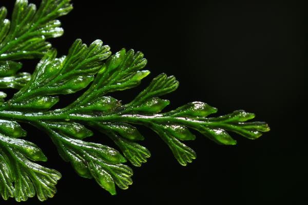 Fronds showing intramarginal false veins