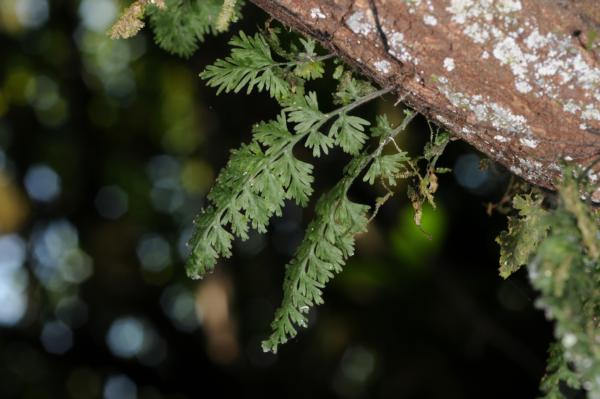 Habit
