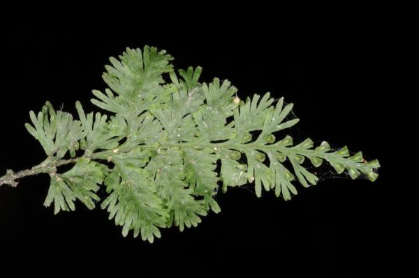 Frond and sori