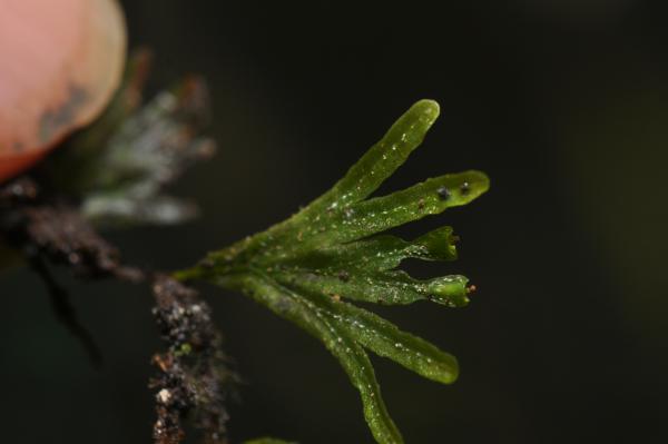 Frond