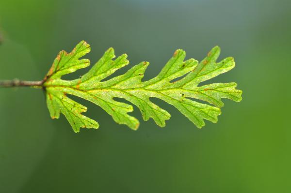 Sterile frond