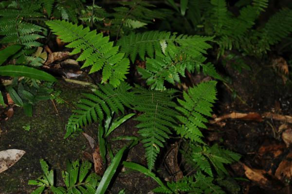 Habit