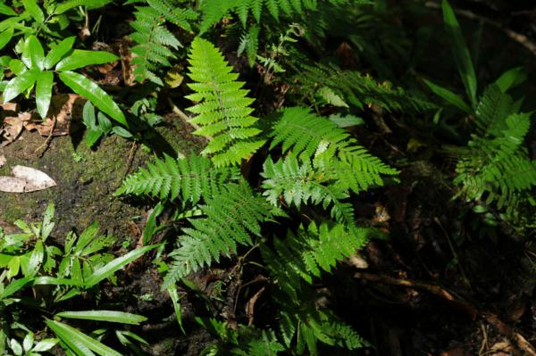 Habit