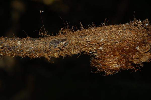 Base of stipe