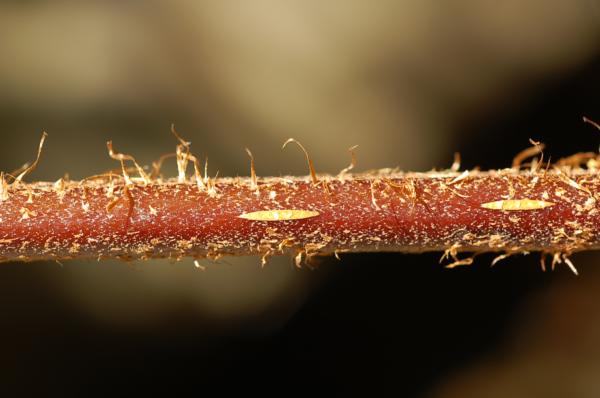 Stipe with pneumathodes