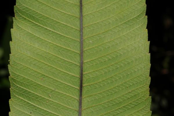 Lower surface of lamina