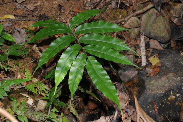 Habit