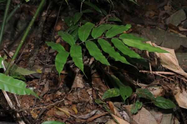 Habit