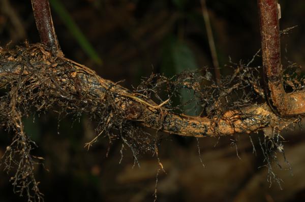 Rhizome