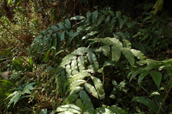 Habit