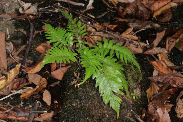 Habit
