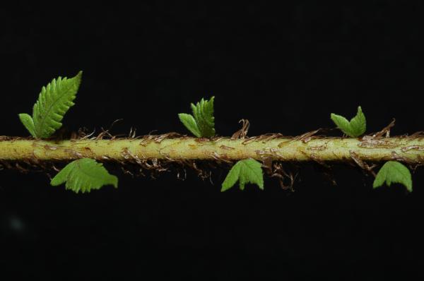 Reduced pinnae at base of lamina