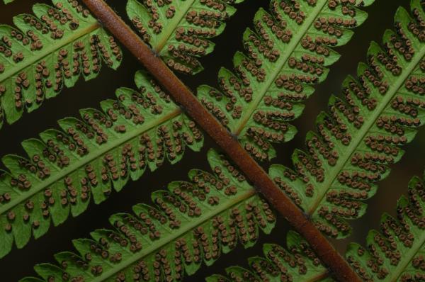 Lower surface of rachis and pinnae