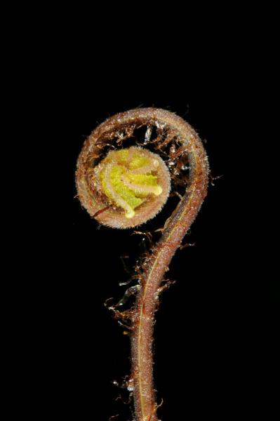 Crozier