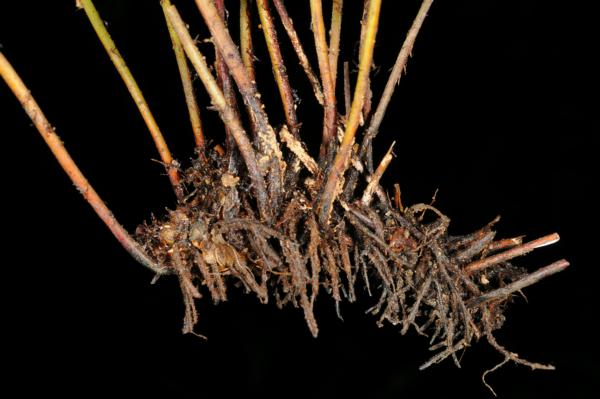 Rhizome