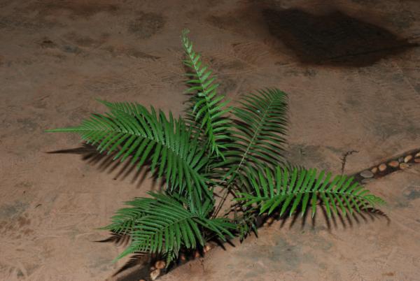 Habit