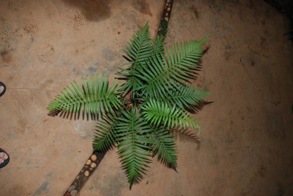Habit